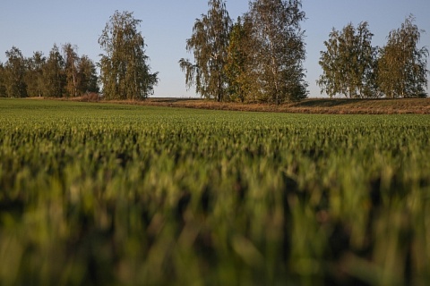РЗС: сокращение посева яровых на Украине не вызовет продовольственного кризиса