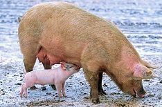 Свиноводство стало драйвером мясной отрасли