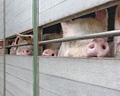 Запрет на ввоз животноводческой продукции будет вводиться во всем ТС