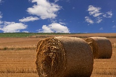 «Мираторг» возглавил рейтинг агрохолдингов по выручке