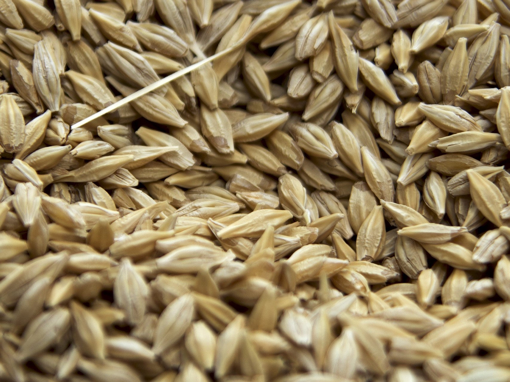 Экспортные цены на пшеницу за неделю выросли на $16