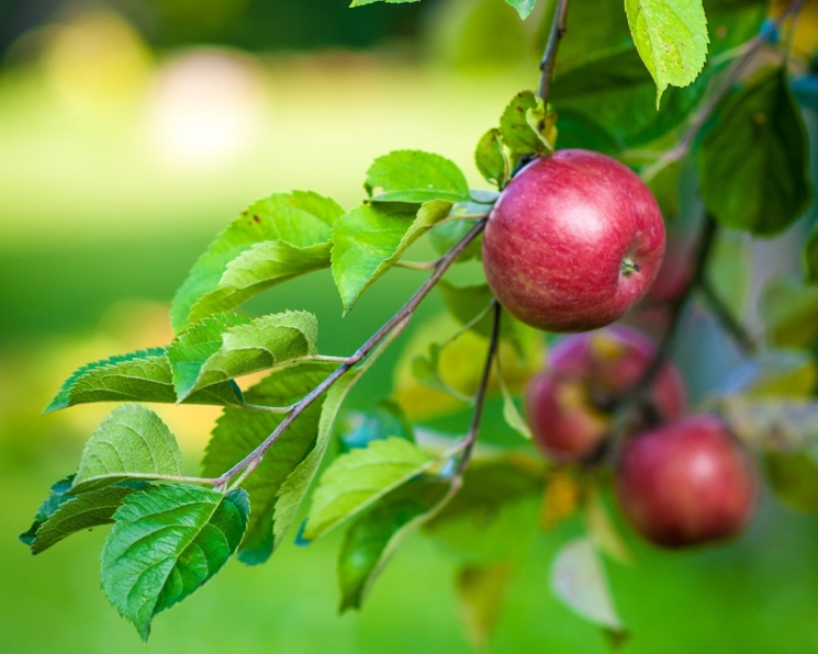 «Сад — Гигант Ингушетия» к 2023 году планирует увеличить производство яблок