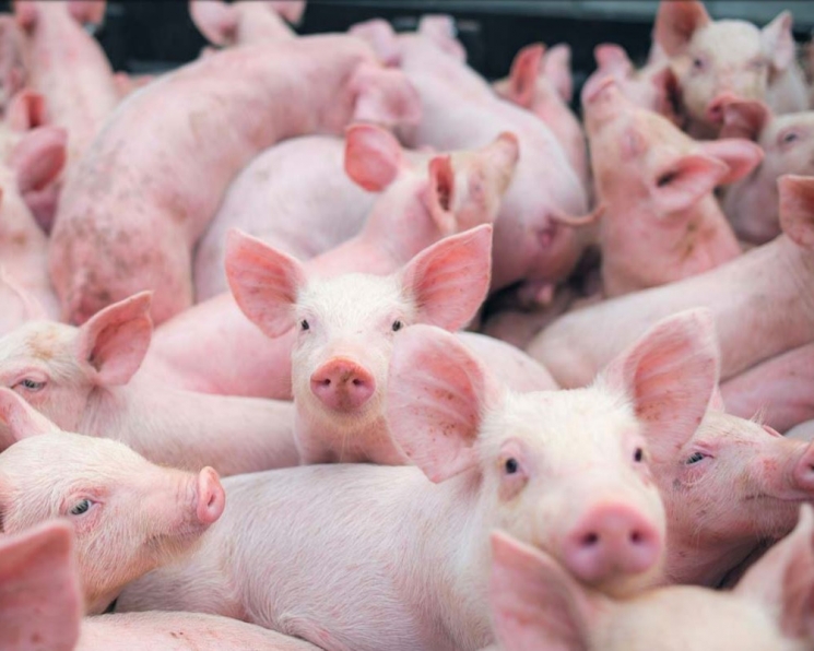 Свинские условия. Перенасыщенный рынок лишает свиноводов маржи