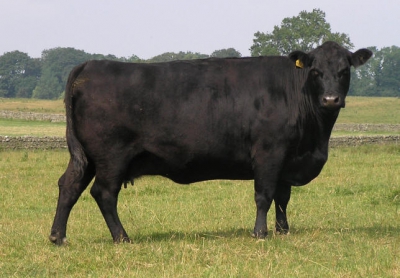 «Брянская мясная компания» вложится в производство говядины