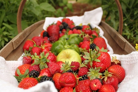 В 2022 году урожай фруктов и ягод на Кубани вырос почти на 40%