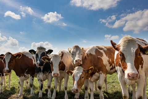 В России продолжает сокращаться поголовье коров