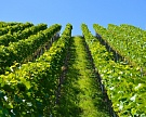 Ставрополье втрое увеличит площадь виноградников