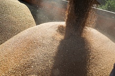 Минсельхоз ожидает снижения урожая зерна на 25 млн тонн