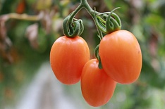 Производство тепличных томатов выросло на 25%