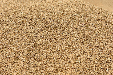 Минэкономразвития ищет способ рассрочки оплаты таможенных пошлин на импорт семян и СЗР