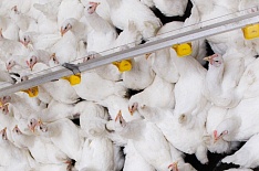 Крупнейшие птицефабрики выпустили 4,1 млн тонн бройлера