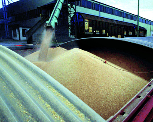 Экспортные цены на пшеницу за неделю выросли