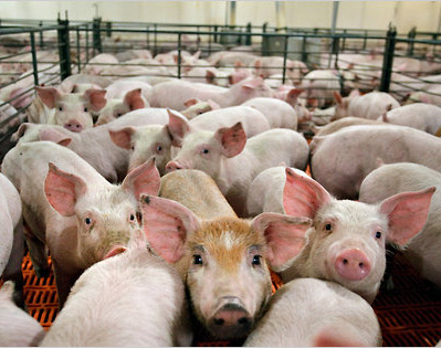 Инвесторы продолжат вкладывать в свиноводство