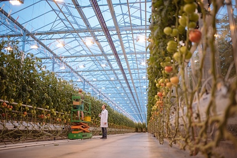 «Агро-Инвест» увеличит производство тепличных овощей