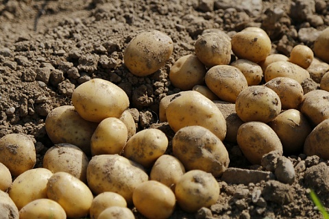 «АФГ Националь» собрал свыше 84 тысяч тонн картофеля