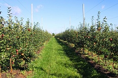 «Агро-Белогорье» расширяет яблоневый сад вдвое