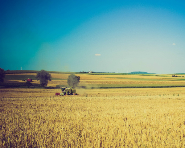 «АФГ Националь» завершил уборку озимой пшеницы