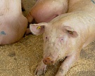 Россия может скорректировать обязательства по импорту живых свиней в рамках ВТО