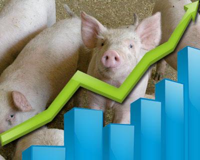 «Агро-Белогорье» реализовало в I полугодии на 15% товарных свиней больше