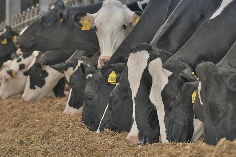 Минсельхоз не будет возмещать расходы на корма производителям молока