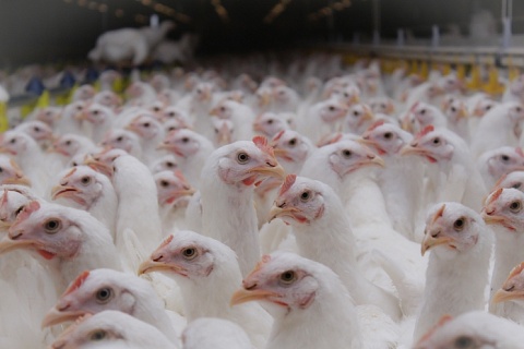 Теплая зима угрожает распространением гриппа птиц