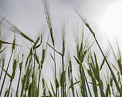 Неустойчивые к болезням сорта пшеницы оказались лучше