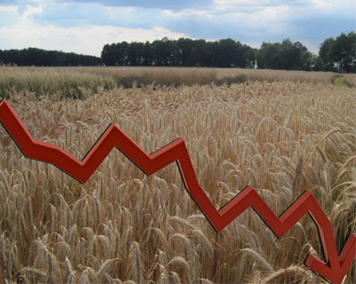 Объём кредитования сезонных полевых работ снизился на 16%