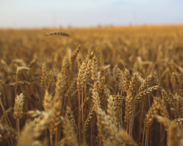 Экспортные цены на пшеницу за неделю почти не изменились