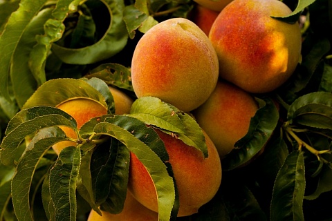 «Эко-культура» планирует выращивать фрукты в Дагестане