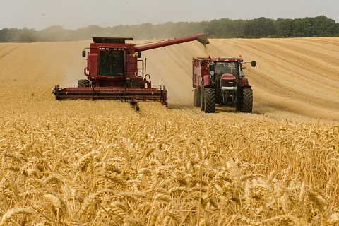 Аграрии отметили снижение качества зерна