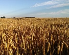 Минсельхоз ждет ежегодного роста урожая зерна на 0,5-2,8%