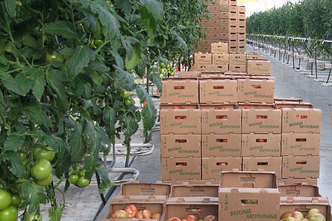 «Эко-культура» увеличит производство овощей до 400 тысяч тонн