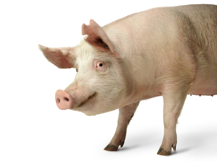 Бройлер свинье не конкурент. Стоимость свинины опустилась ниже средней цены птицы