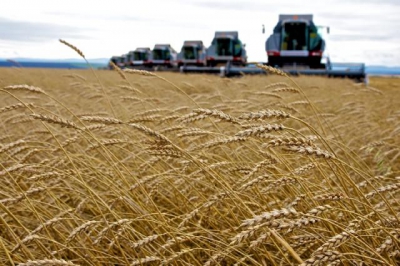 В России намолочено 72,5 млн тонн зерна