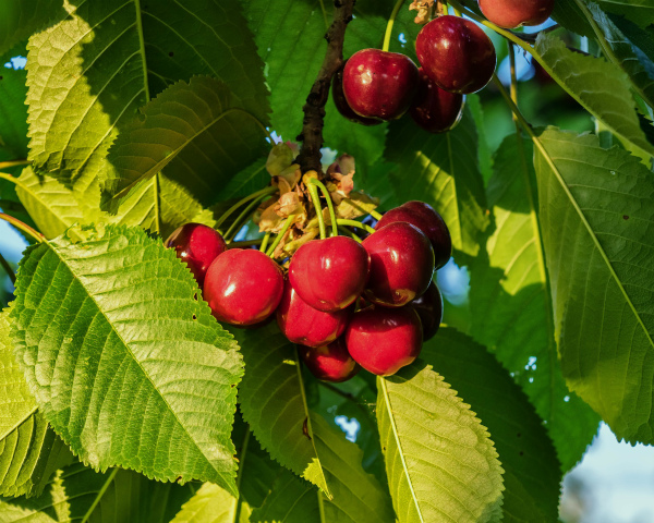 «БП-Трейд» реализует проект по выращиванию вишни и яблок стоимостью 183 млн руб.