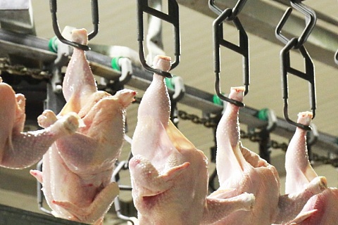 Производство мяса птицы стало восстанавливаться