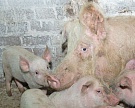 Цены на свинину будут сокращаться в перспективе двух-пяти лет