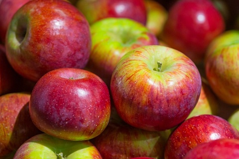 Прогноз урожая яблок понижен