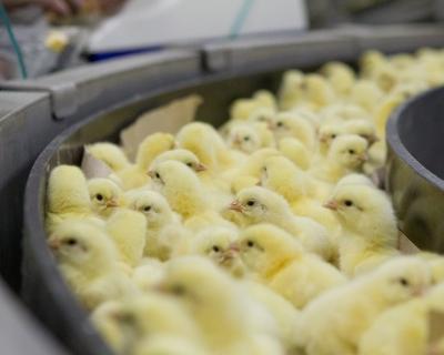 В сентябре ожидается первая партия мяса с птицефабрики "Томская"