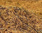 Россия впервые начала экспортировать фуражную пшеницу