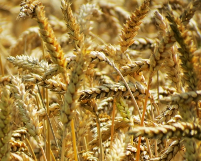 Итоговый урожай зерна может превысить 103 млн тонн