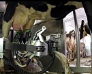 Роттердам строит первую в мире молочную ферму на воде