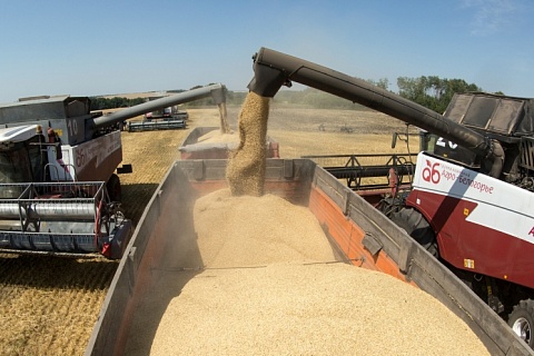 Аналитики снижают прогнозы урожая зерна в России
