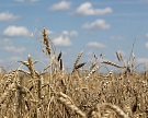 Россия нарастила продажи пшеницы в Северную Африку