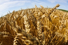 10 регионов произвели почти 40% сельхозпродукции в стране