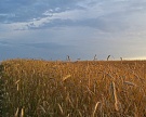 Минсельхоз США вновь повысил прогноз урожая пшеницы в России