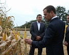 Кабардино-Балкария готова обеспечить 30% рынка гибридных семян кукурузы