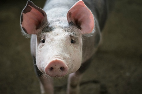 В России изобрели вакцину для защиты от африканской чумы свиней