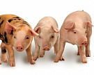 Объем продаж "Черкизово" продукции свиноводства вырос на 52%