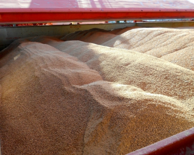 Экспорт зерна с начала 2016 года превысил 6,3 млн тонн